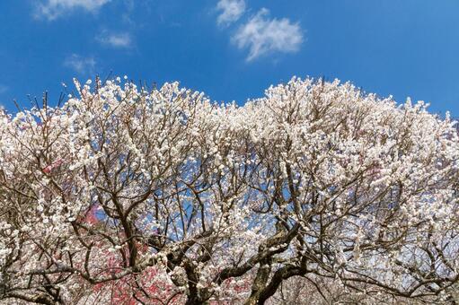 青空に映える満開の白梅 梅,迎春,梅の花の写真素材