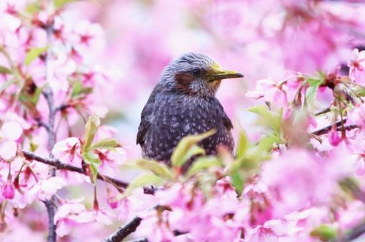 満開の河津桜に囲まれたヒヨドリ 鳥,ヒヨドリ,春の写真素材