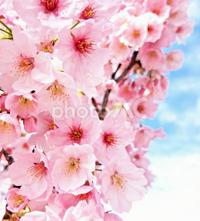 サクラ　ポジティブイメージ　07 サクラ,春,花の写真素材