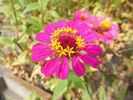 【花の写真】 ヒャクニチソウ（百日草）の写真