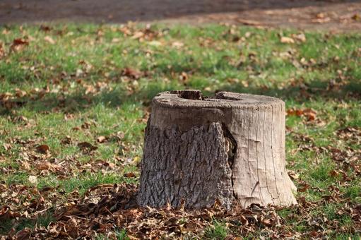 切り株 枯れ草,地面,株の写真素材