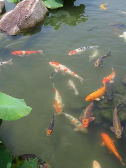 Photo, carp, color carp, pool, 