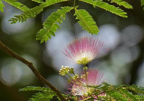 Silk tree flower, JPG Silk tree flower, JPG