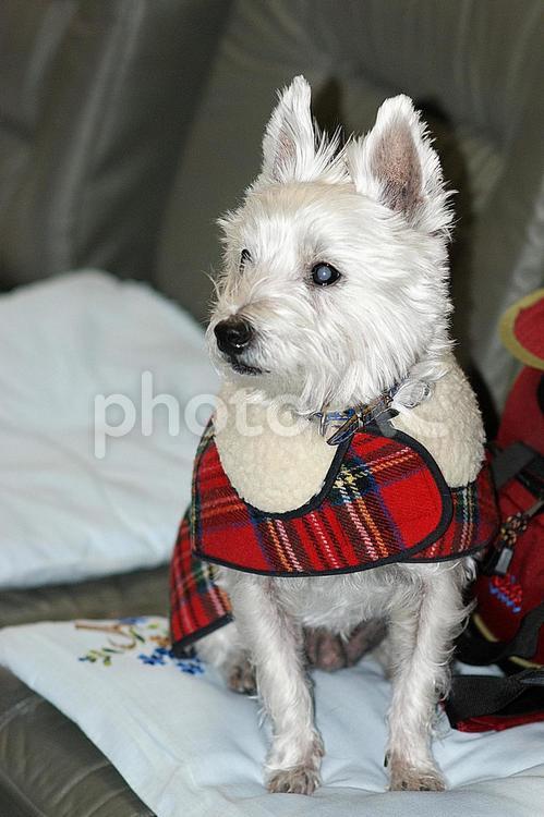 ホワイトテリア　チビタ　51　散歩準備 ホワイトテリア,愛犬,ペットの写真素材