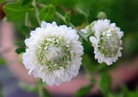 海外で誕生したの写真