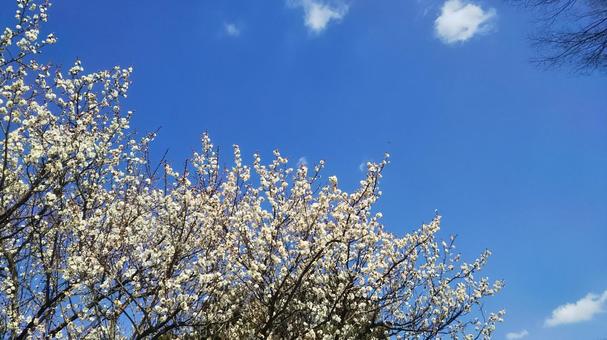 cherry blossoms, JPG