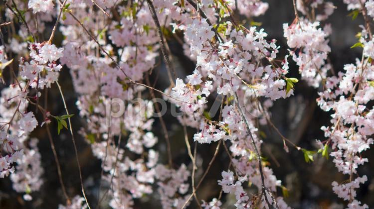 枝垂れ桜 枝垂れ桜,桜,しだれ桜の写真素材