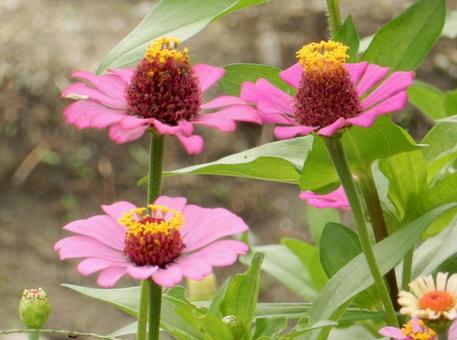 【花の写真】 ヒャクニチソウ（百日草）の写真