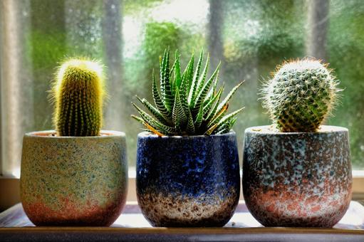 観葉植物 観葉植物 サボテン,インテリア,小さなの写真素材