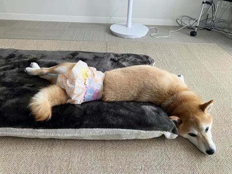 おむつする柴犬(寝そべる) おむつする柴犬(寝そべる) 柴犬,愛犬,日本犬の写真素材