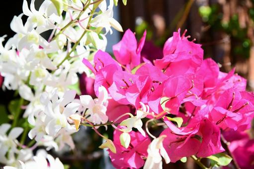 白い蘭の花とピンクのブーゲンビリアの花の写真
