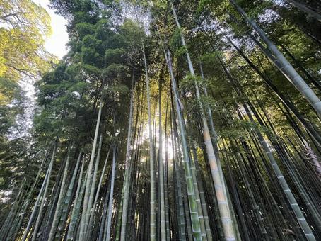 偕楽園 偕楽園,日本三大庭園,水戸の写真素材