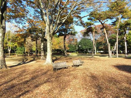 晩秋の公園 晩秋の公園 晩秋,秋,11月の写真素材