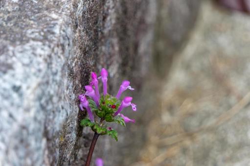 石垣の隙間に咲くホトケノザの小花 ホトケノザ,花,春の写真素材