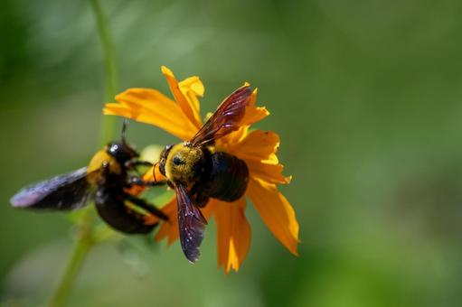 鮮やかなオレンジの花にとまるクマバチたち 鮮やかなオレンジの花にとまるクマバチたちの写真