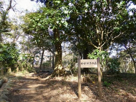 「かがやきの森」と名付けられた憩いの場 「かがやきの森」と名付けられた憩いの場の写真