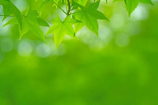 新緑の風景57 新緑,5月,木洩れ日の写真素材