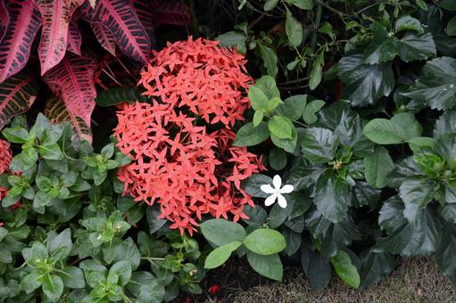 庭の花たち 庭の花たちの写真