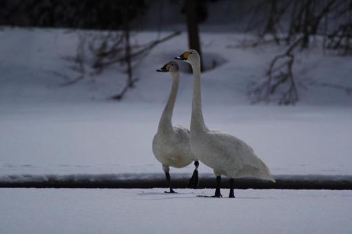 白鳥 白鳥 白鳥,2羽,並んでいるの写真素材