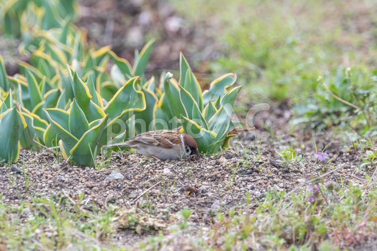花壇で餌を探すスズメ スズメ,鳥,野鳥の写真素材