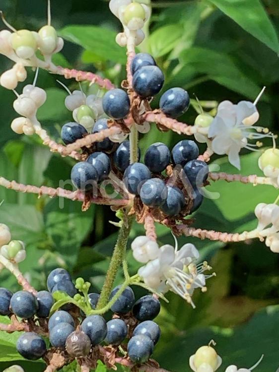 ヤブミョウガ　花と青い実 ヤブミョウガ,白い花,青い実の写真素材