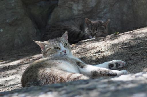 ねこ ねこの写真
