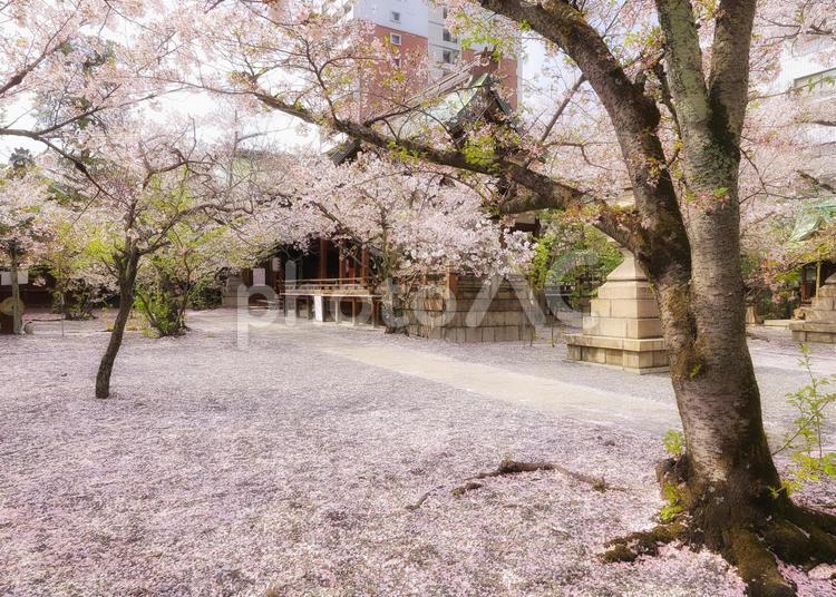 桜は散り… 桜,サクラ,さくらの写真素材