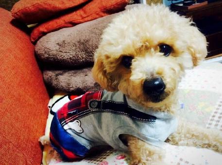 犬 犬,動物,トイプードルの写真素材