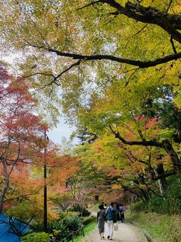 紅葉の道 紅葉の道の写真