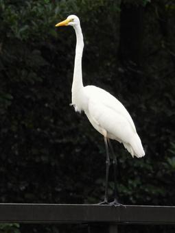 橋の欄干の上のダイサギ3 橋の欄干の上のダイサギ3の写真