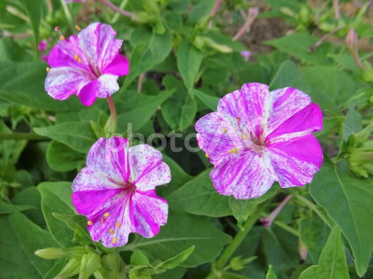 初夏の花々3 自然,環境,植物の写真素材
