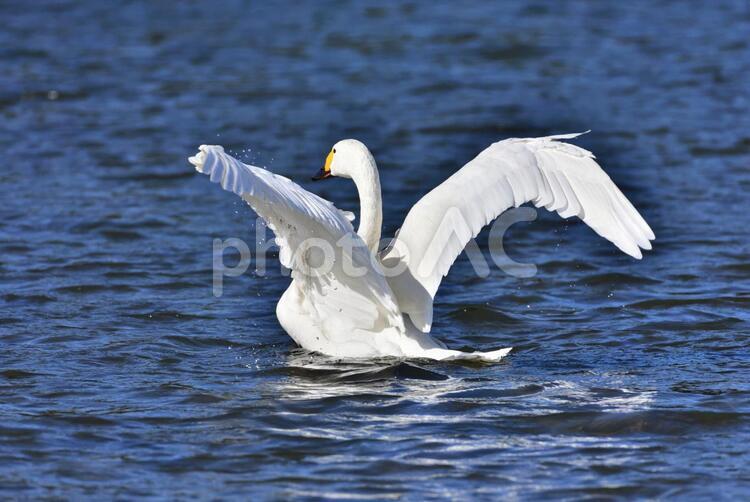 白鳥の羽ばたき 白鳥,羽ばたき,野鳥の写真素材