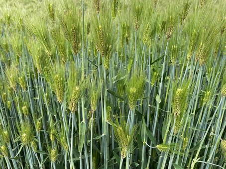 麦の穂 麦,大麦,麦ばたけの写真素材
