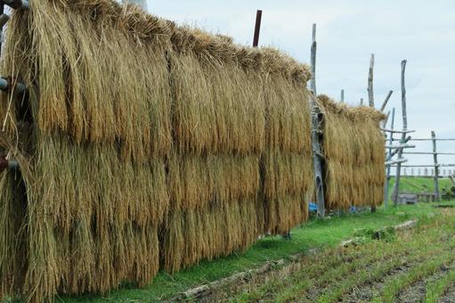 海岸の稲架掛け 稲架掛け,稲穂,天日干しの写真素材