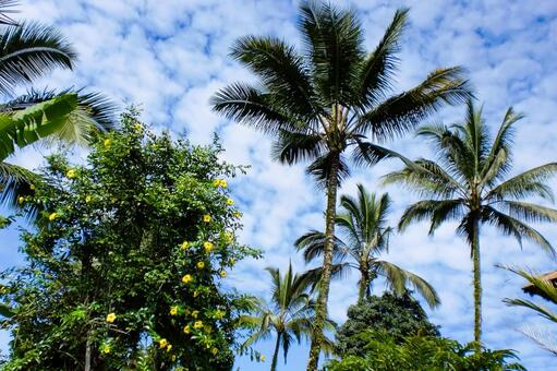 青空とヤシの木のトロピカルな風景 ヤシの木,青空,雲の写真素材