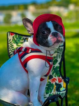 初夏の犬（フレブル&キャンプ）_9 犬,フレブル,肉球の写真素材