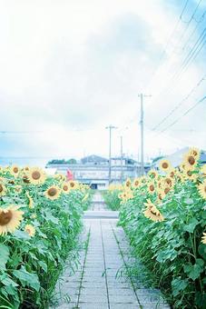 ひまわりの写真