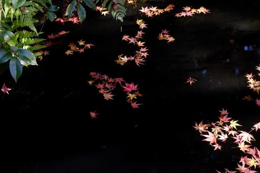 水面に浮かぶ紅葉の写真