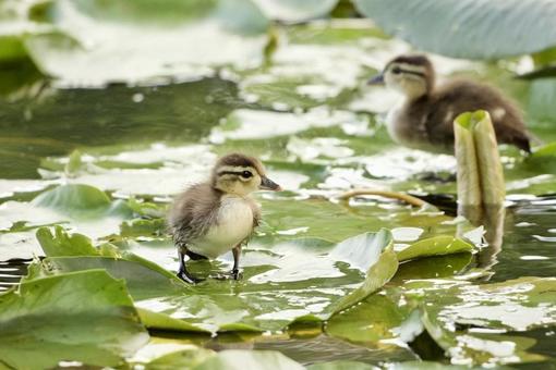 American Duck Chick, JPG American Duck Chick, JPG