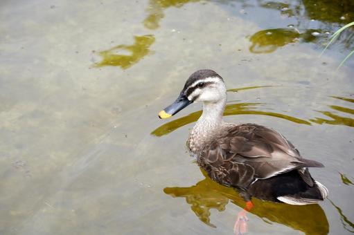 A mallard duck floating on the water, JPG