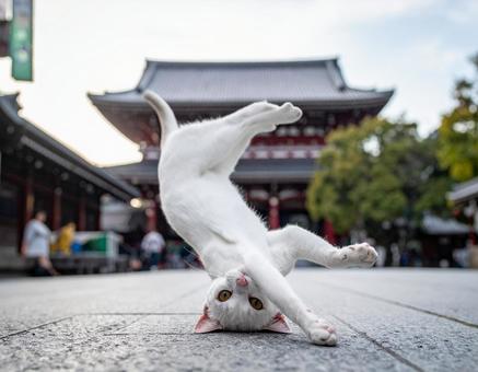 猫のブレイクダンス 猫のブレイクダンスの写真