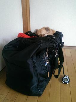 大きいカバンの上で眠るチワワ 大きいカバンの上で眠るチワワの写真