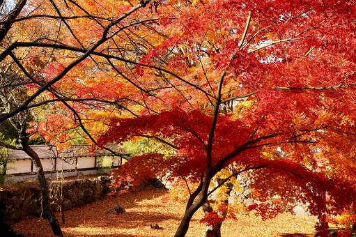 紅葉　長野県　懐古園 紅葉,長野県,懐古園の写真素材
