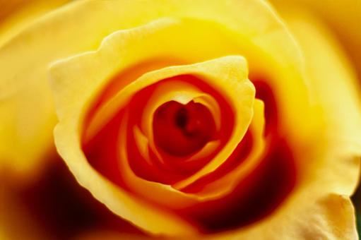 Rose flower close-up 7, JPG