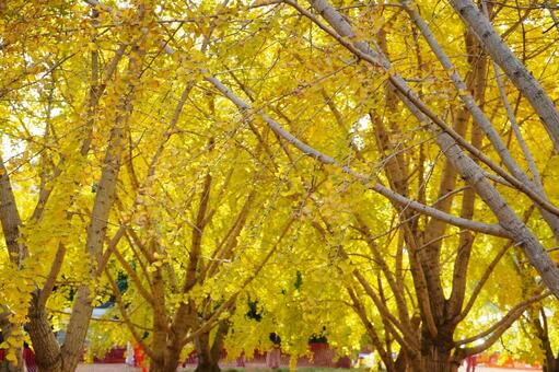 福岡 広川 太原のイチョウ3 太原のイチョウ,イチョウ並木,イチョウの写真素材