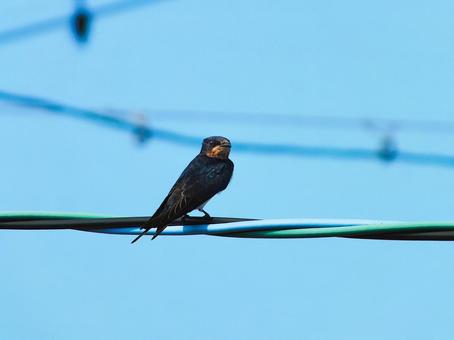 燕 燕 燕,燕の子,鳥の写真素材
