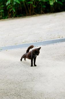 野良猫 野良猫の写真