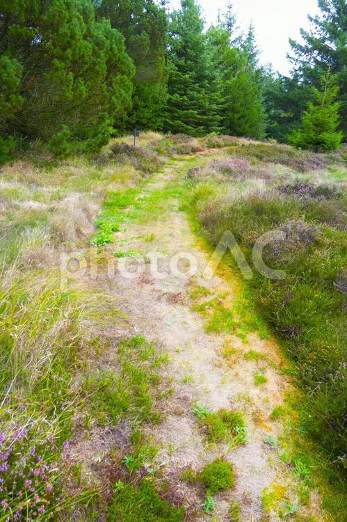 北欧の森と小道 北欧の森,森,針葉樹林の写真素材