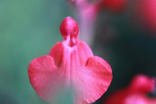Crimson Whisper, JPG