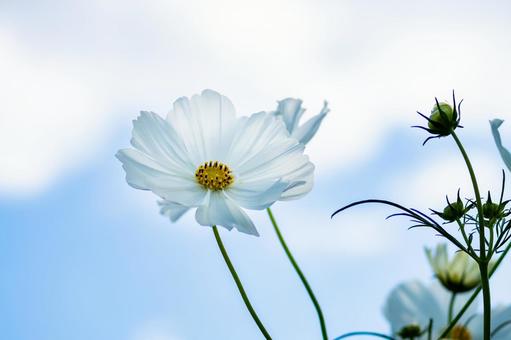 コスモス(56) コスモス(56) 花,コスモス,アキザクラの写真素材